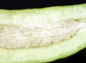 Caiba-Parmentiera-aculeata-fam-Bignoniaceae8