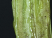 Caiba-Parmentiera-aculeata-fam-Bignoniaceae-photo-studio