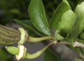 Caiba-Parmentiera-aculeata-fam-Bignoniaceae-in-tree