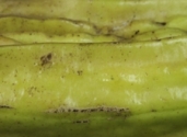 sideway-fruit-Caiba-Parmentiera-aculeata-fam-Bignoniaceae