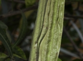 fruit-Caiba-Parmentiera-aculeata-family-Bignoniaceae