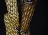 corn-different-colors-maize-photo-studio
