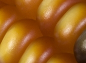 Maize_closeup