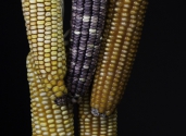 large-maize-cobs-colors