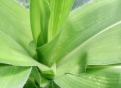 Milpa-corn-plant