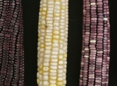 maize_cobs_poor_focus