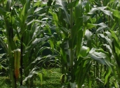 large-Milpa-corn-plant