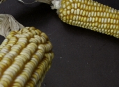 images-maize-photo-studio