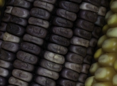 Maize-close-up