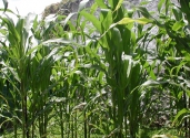 small-maize-field