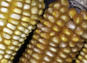 yellow-corn-maize-photo-studio