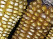 yellow-corn-maize-photo-studio