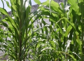 images-maize-field