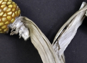 images-maize-corn