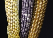 Maize-color-group-photo-studio