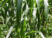 maize-field