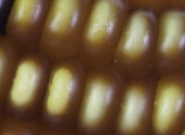 Maize-single-close-up