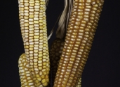 large-maize-photo-studio