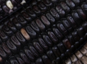 black-corn-maize-close-up