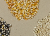 maize_kernals_colors