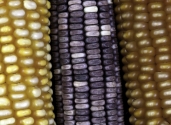 images-Maize-colors-close-up