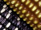 Maize-especies-close-up