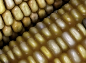 Maize-colors-close-up