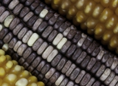 maize-photographed-with-Canon-5D-close-up