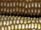yellow-corn-close-up