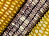 different colors maize_Estudio_Final_