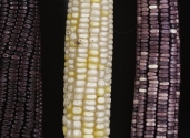 maize-colored-photo-studio