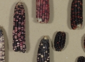 maize_cobs_colors_