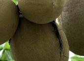 Pachira-aquatica-zapoton-several-fruits-together