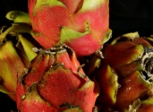 pitaya_fruits