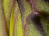 Pitaya-Flower