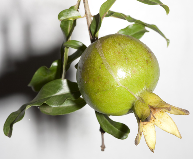 Granada, Punica granatum green fruit, not mature. FLAAR archive, Guatemala.