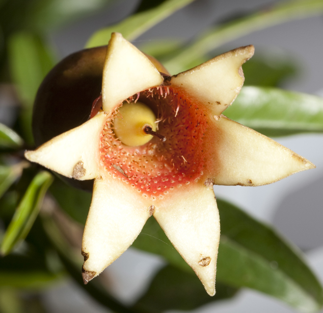 Granada, Punica granatum mature fruit, edible part at this stage. FLAAR archive, Guatemala.