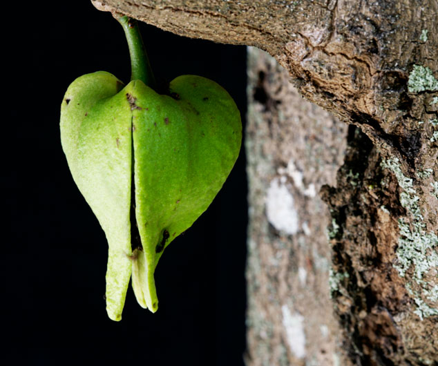 Guanabana, Annona muricata recently opened bud flower hanging from the tree. Photo by Nicholas Hellmuth, Guatemala