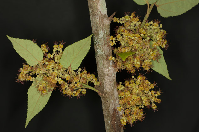 Guazuma-ulmifolia-tapaculo-pixoy-cualote-cacao-flavoring-Guatemala-flower-NH