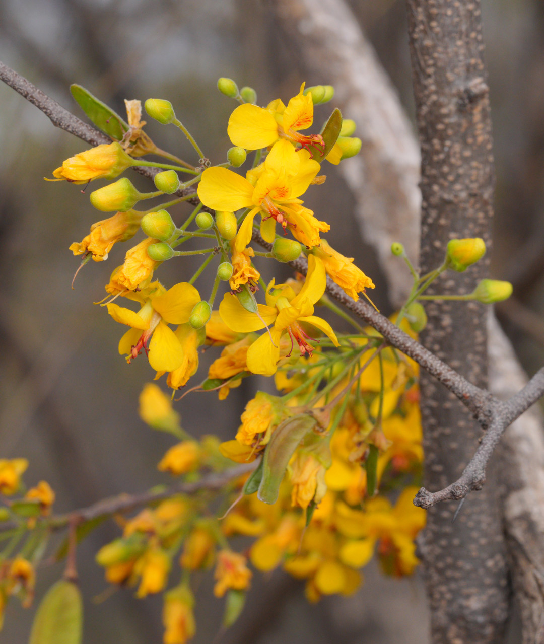 Haematoxylum-brasiletto-palo-de-brasil-yellow-flowers
