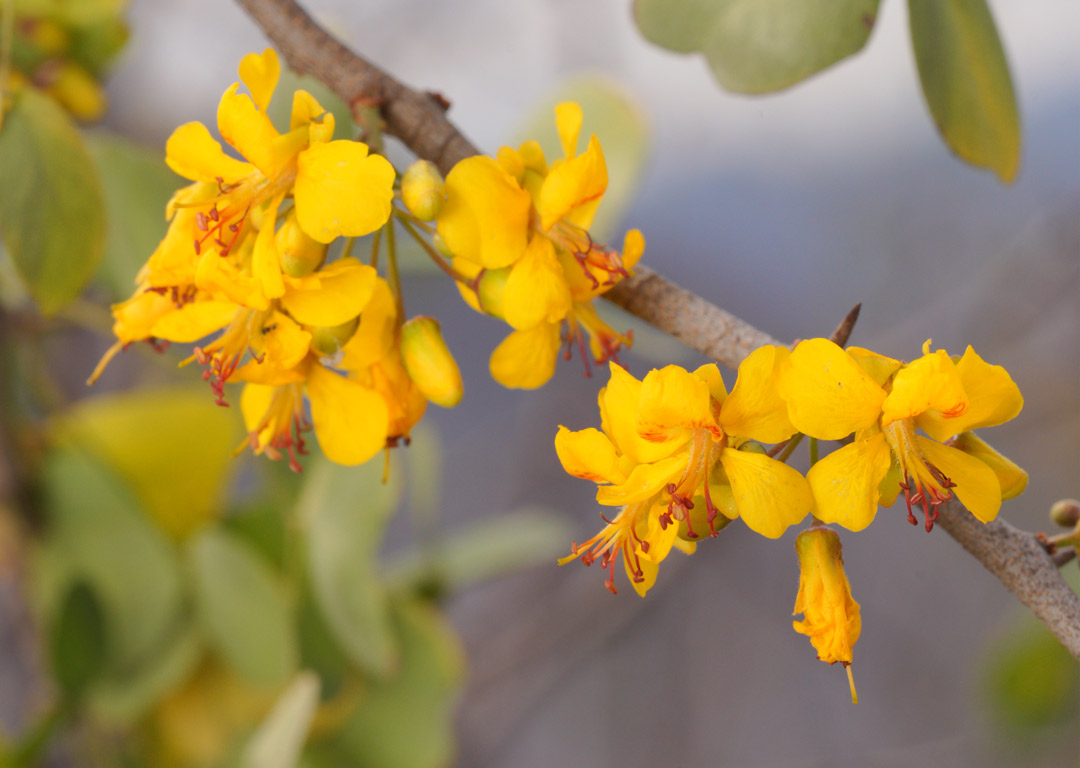 Haematoxylum-brasiletto-palo-de-brasil-yellow-flowers