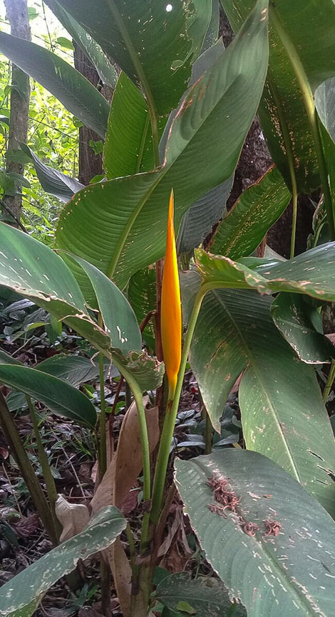 Heliconia Senahu