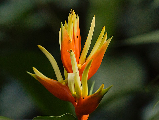 Heliconia aurantiaca Finca 23 Don Benjamin Cimarron Izabal