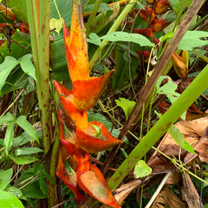 Heliconia-champneaiana-Aldea-Plan-Grande-Tatin-trail-to-Cueva-del-Tigre-Municipio-Livingston-iPhone-Xs