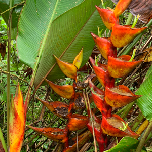 Heliconia-champneaiana-Aldea-Plan-Grande-Tatin-trail-to-Cueva-del-Tigre-Municipio-Livingston-iPhone-Xs