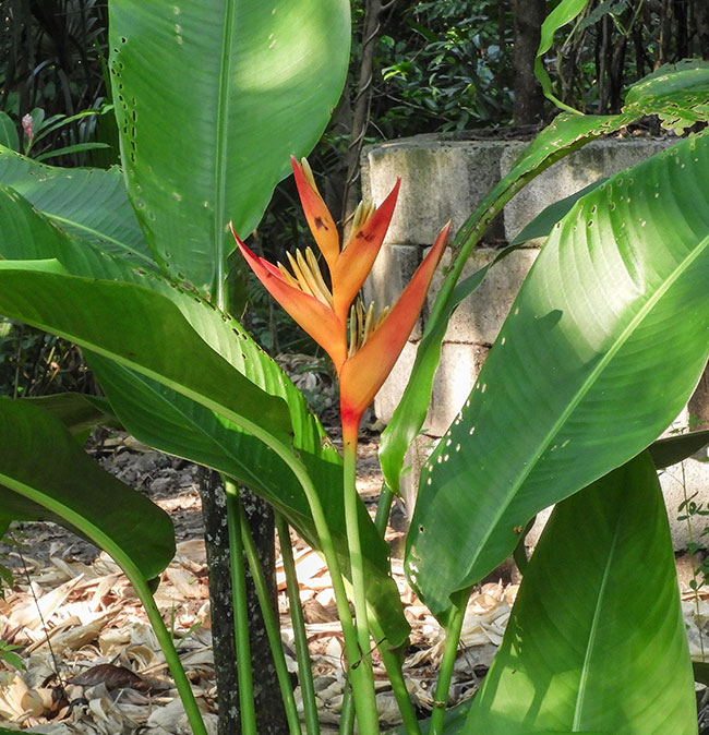 Heliconia nickeriensis Barrio El Centro Javier La Tinta