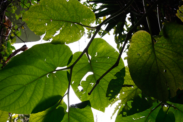 Hierba santa maria, Piper auritum broadleaf that when crushed it can be used to treat snakebites. Photo by Juan Luis Sacayón, August 2011, Guatemala City