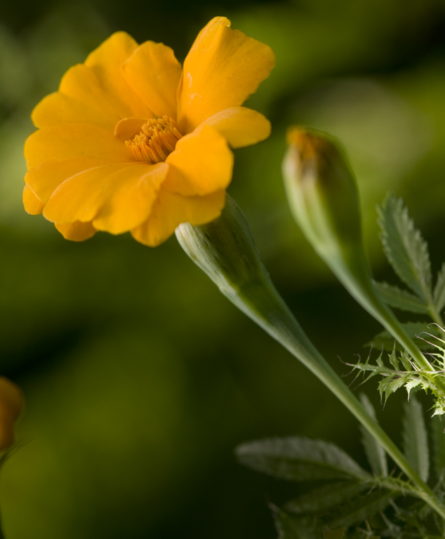 Flor de muerto, marigold, Tagetes sp. in FLAAR office garden, Guatemala City, Photo by Jaime Leonardo