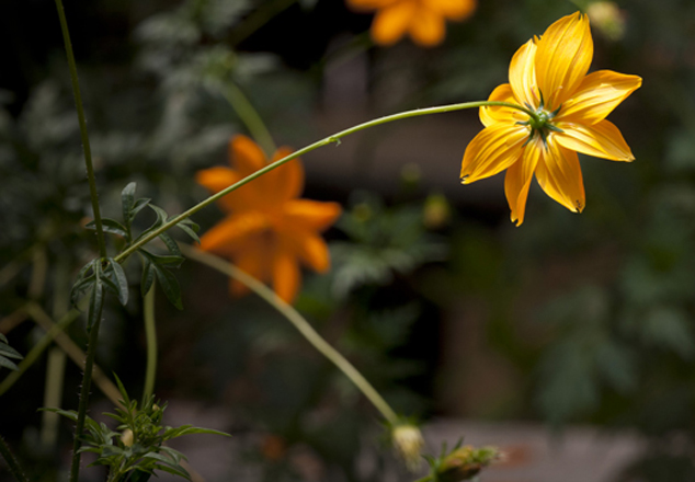 Flor de muerto, marigold, Tagetes sp., view from the back, FLAAR Photo Archive