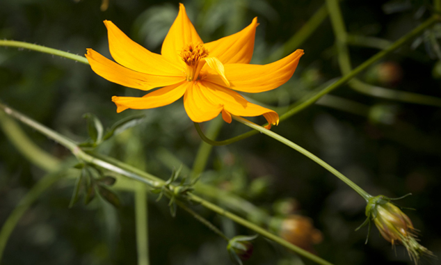 Marigold, flor de muerto, Tagetes sp. another species. Photo FLAAR Archive